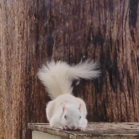 A white squirrel hunched down with its head on its front paws, facing the camera. The squirrel has gray eyes, pink ears, nose, and claws, and otherwise is all white. The squirrel is laying on a wood board in front of a tree. Its tail is in the air, pointing up and then bending at approximately a ninety degree angle to the viewer's right, against the tree.