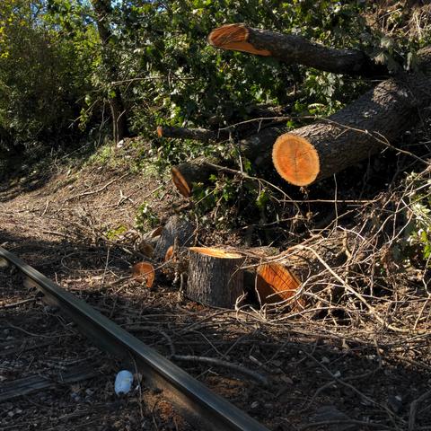 Close up of railroad tracks going past a wooded area, with pieces of a fallen tree cut away so as to not block the tracks. The cuts are fresh, and the exposed wood is bright and clean. The scene is sullied by a discarded plastic drink bottle between the tracks.