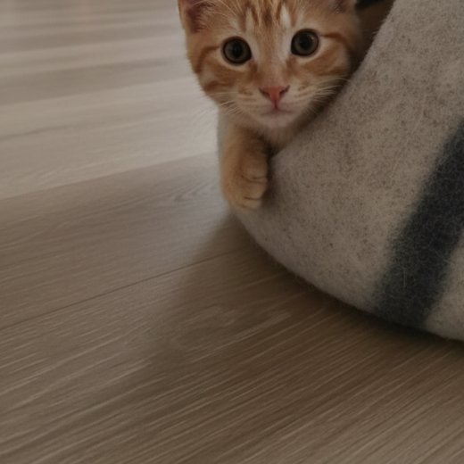 Mačka u Petino vunenoj špilji