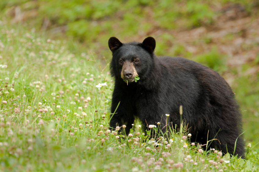 Black bear spotted in whistler