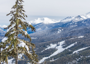 Snow on a tree in whistler with a mountain view
