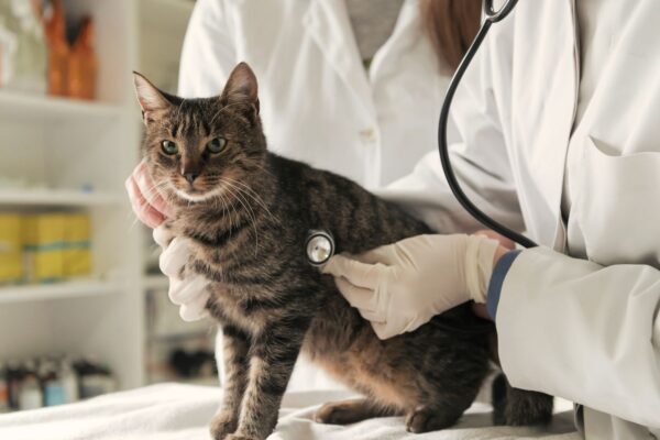From Scripts to Scratches: The Growing Role of Independent Pharmacies in Veterinary Medications