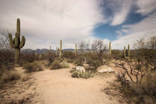 Healthcare Deserts and the Independent Pharmacy Lifeline