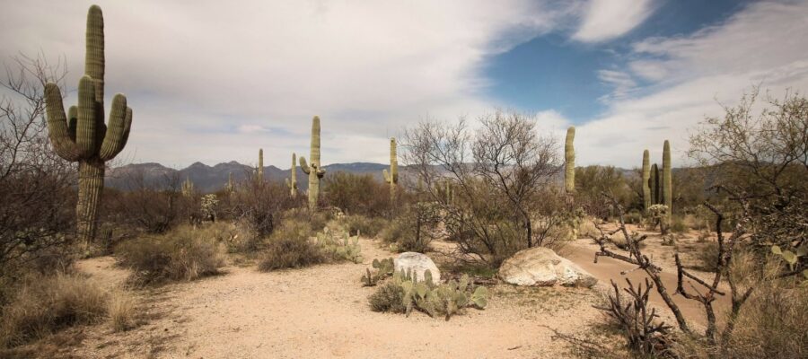 Healthcare Deserts and the Independent Pharmacy Lifeline