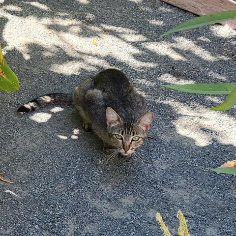 A sleek brown tabby with yellow eyes looks into the camera. Her stripes melt together on her back so that she almost looks like a plain gray cat, except for her striped tail. She's got her whiskers pushed forward, ears erect, and eyes slightly narrowed, which I take as a friendly way of asking for food. She's crouching comfortably on a gray gravel path dappled with sun and overhung with green leaves.