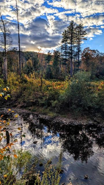 A baby blue evening sky with billowing clouds. Standing in a thicket of small shrubs beside the rocky bank of a small river. An extremely overgrown meadow with dense thickets of shrubs and a few small trees extends beyond the opposite riverbank. Most of the shrubs are a riot of golds and oranges. At the far edge of the meadow six towering pines stand at the near edge of a mature mixed forest of pines and leafless hardwoods. A low wooded ridge rises along the horizon. The sinking sun has gone behind that ridge, tinting the clouds directly above it pale gold.