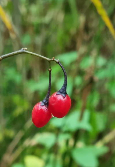 Two wet red berries
