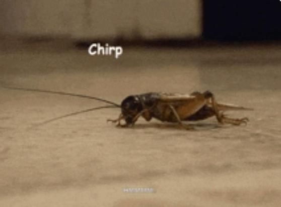 Picture of cricket with text 'Chirp'
