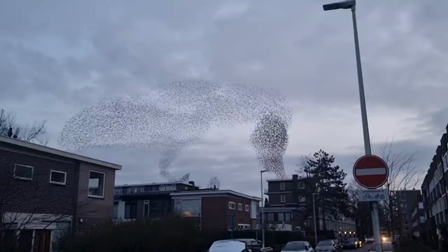 Short video of murmuration by thousands of starlings over a housing district.