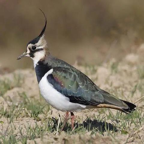Photo of Northern Lapwing in field