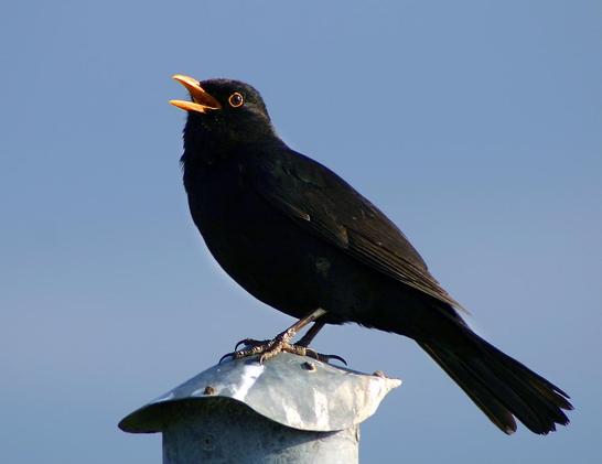 Photo of male blackbird singing, from Wikipedia