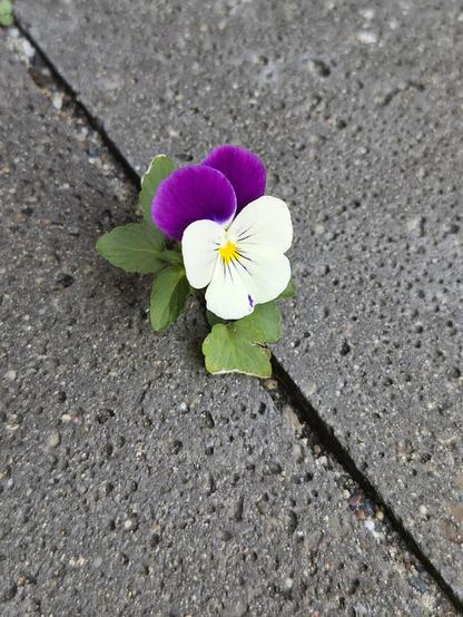 Little purple-white violet that manages to grow in between garden tiles