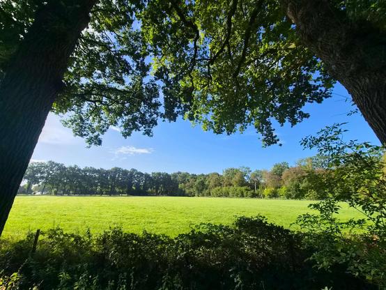 Green landscape  with tree-lined field, sunny, blue sky