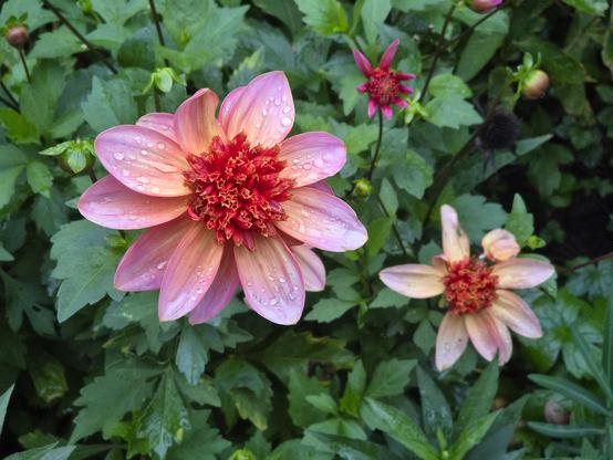 Pink and red dahlia flowers with raindrops