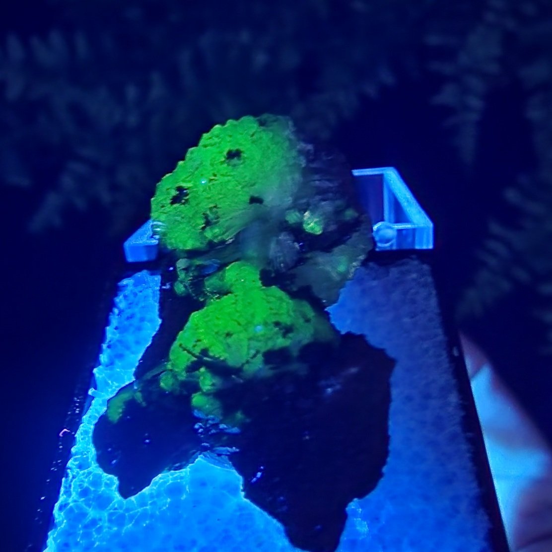 Adamite Thumbnail | Ojuela Mine, Mapimi, Durango, Mexico | Zn2(AsO4)(OH) | UV Reactive Adamite Specimen - Image 5