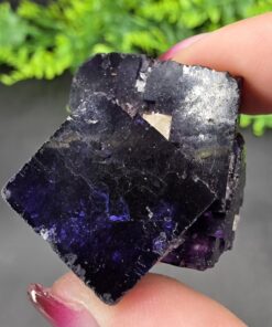 Purple Fluorite | Esperanza Mine, Muzquiz, Coahuila, Mexico | CaF2 | Purple Fluorite Specimen