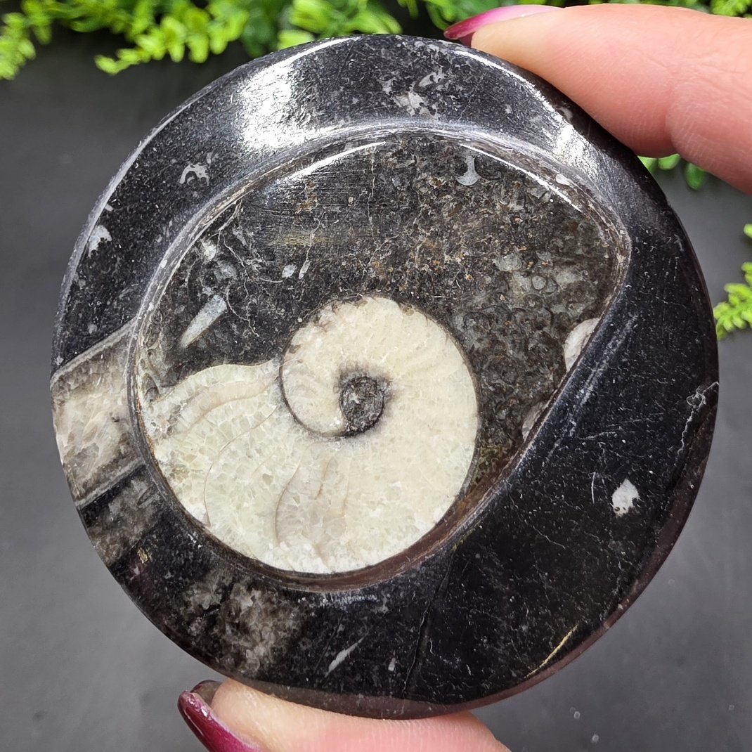 Ammonite Fossil Box | Morocco | Fossil | Polished Ammonite Fossil - Image 4