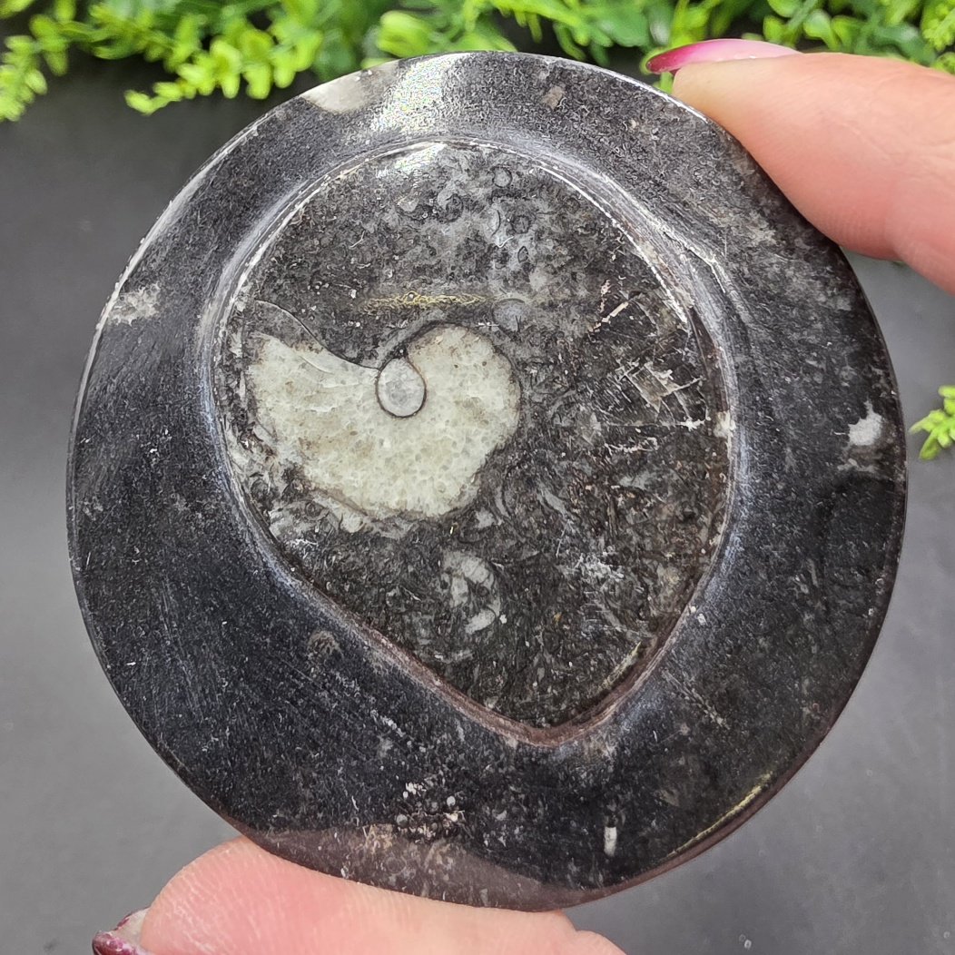 Ammonite Fossil Box | Morocco | Fossil | Polished Ammonite Fossil - Image 3