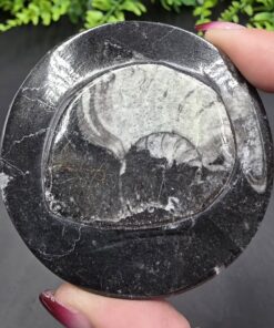 Alternative view of Ammonite Fossil Box | Morocco | Fossil | Polished Ammonite Fossil