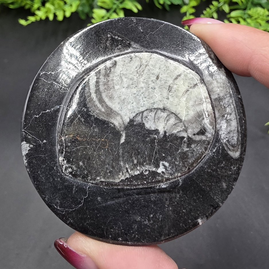 Ammonite Fossil Box | Morocco | Fossil | Polished Ammonite Fossil - Image 2