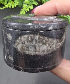 Ammonite Fossil Box | Morocco | Fossil | Polished Ammonite Fossil