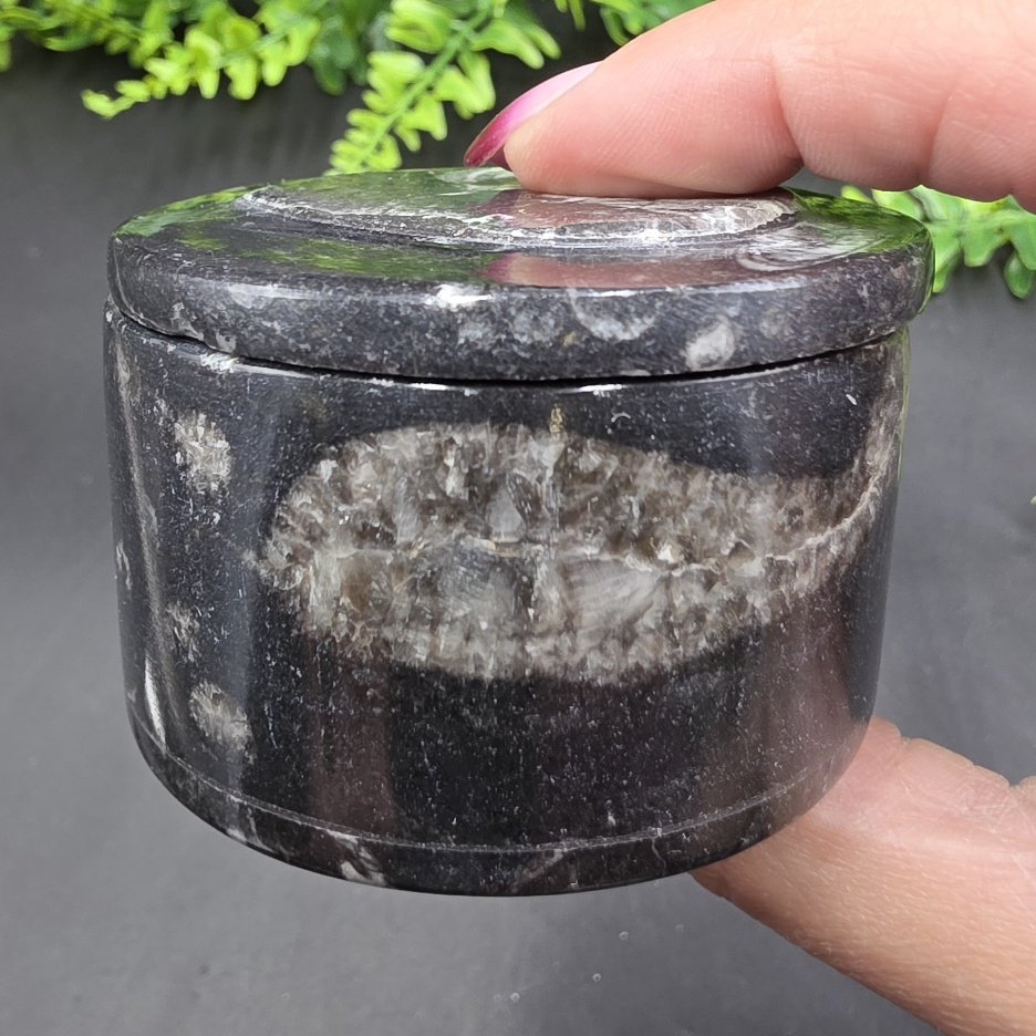 Ammonite Fossil Box | Morocco | Fossil | Polished Ammonite Fossil