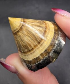 Schalenblende Gnome Cap | Poland | BaSO4 | Polished Barite with Marcasite