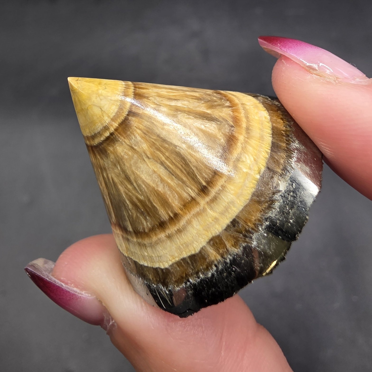 Schalenblende Gnome Cap | Poland | BaSO4 | Polished Barite with Marcasite