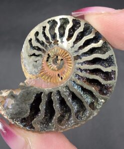 Pyritized Ammonite | Russia | FeS2 | Pyritized Ammonite Specimen