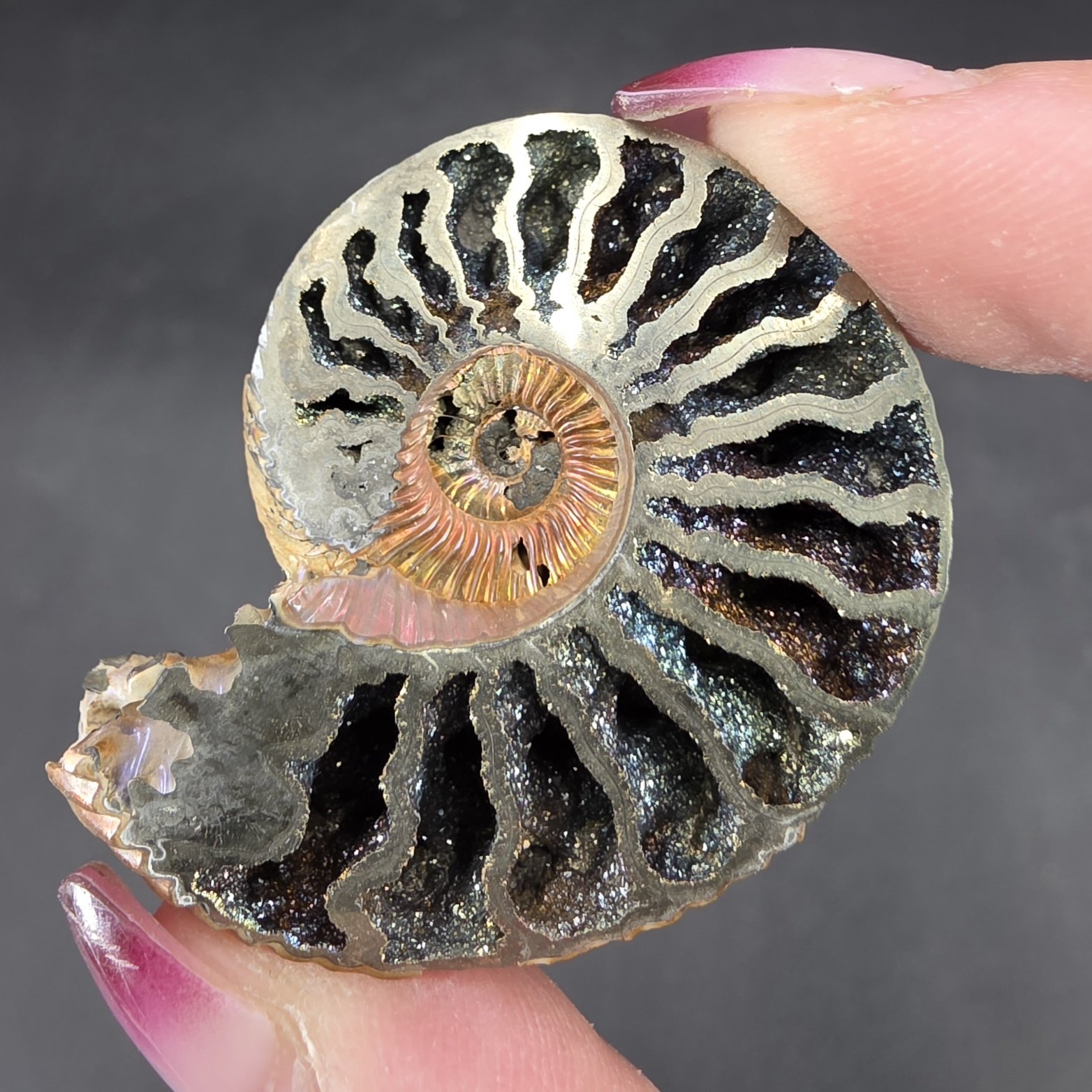 Pyritized Ammonite | Russia | FeS2 | Pyritized Ammonite Specimen