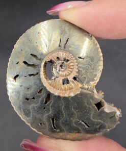 Alternative view of Pyritized Ammonite | Russia | FeS2 | Pyritized Ammonite Specimen