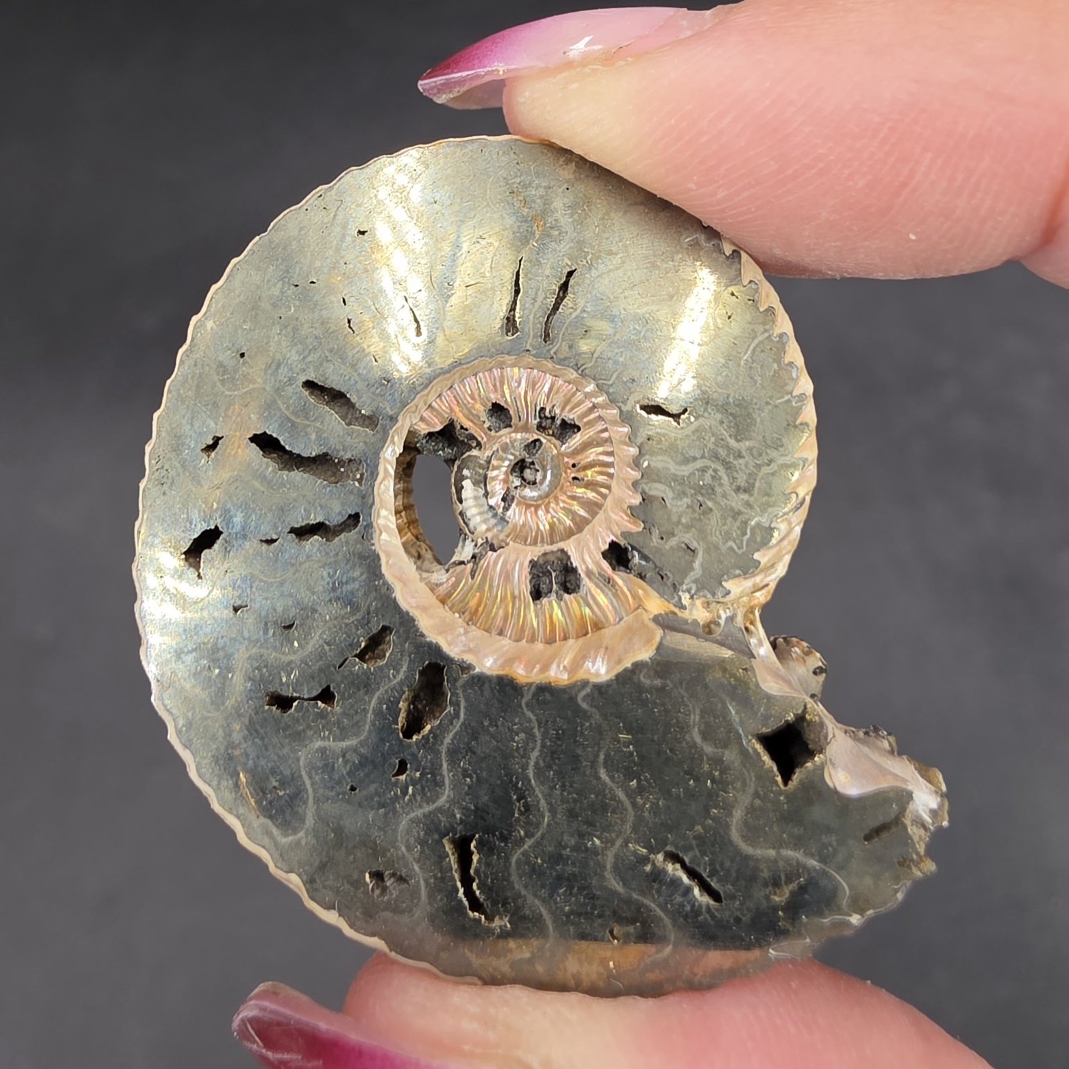 Pyritized Ammonite | Russia | FeS2 | Pyritized Ammonite Specimen - Image 2
