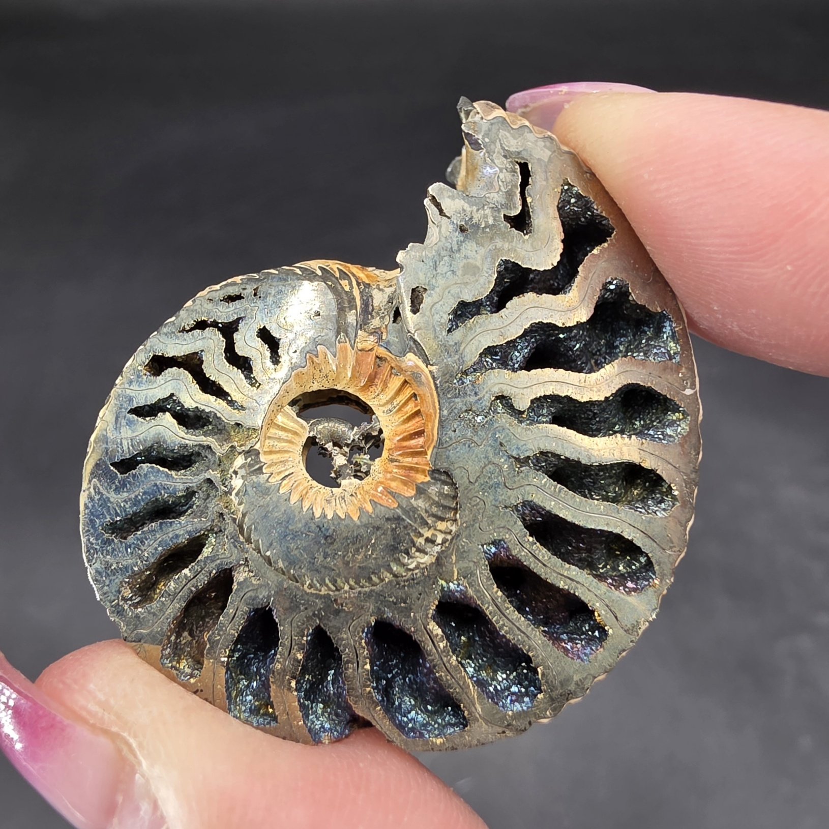 Pyritized Ammonite | Russia | FeS2 | Pyritized Ammonite Specimen - Image 3