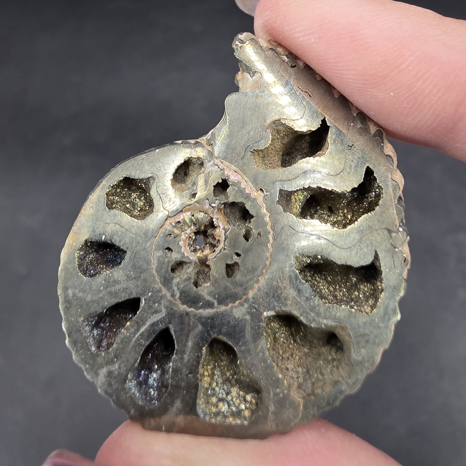 Pyritized Ammonite | Russia | FeS2 | Pyritized Ammonite Specimen - Image 4
