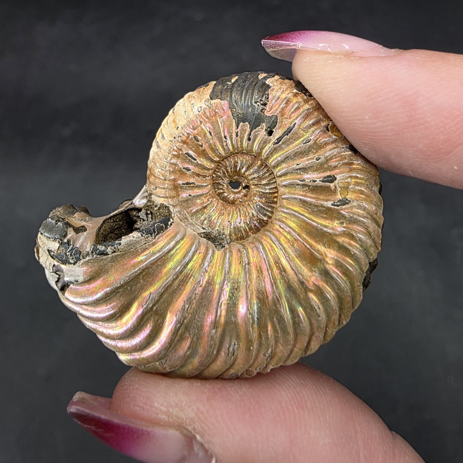 Pyritized Ammonite | Russia | FeS2 | Pyritized Ammonite Specimen - Image 5