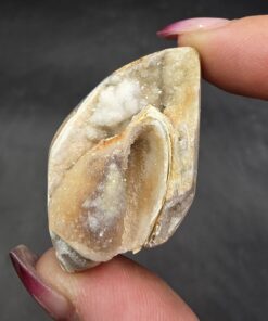 Druzy Fossilized Shell | India | Shell | SiO2 | Shell Fossil