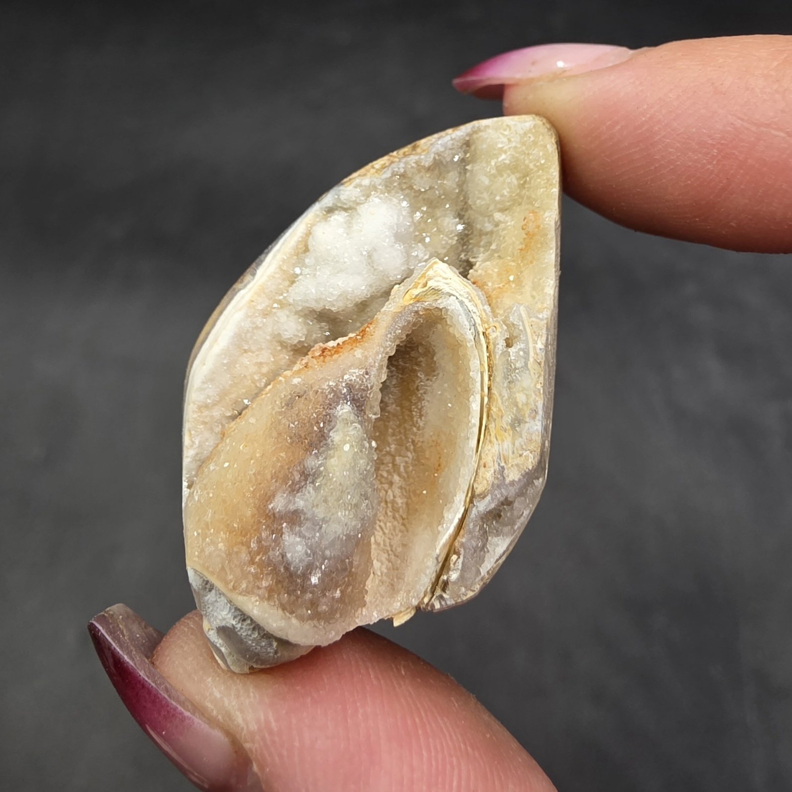 Druzy Fossilized Shell | India | Shell | SiO2 | Shell Fossil