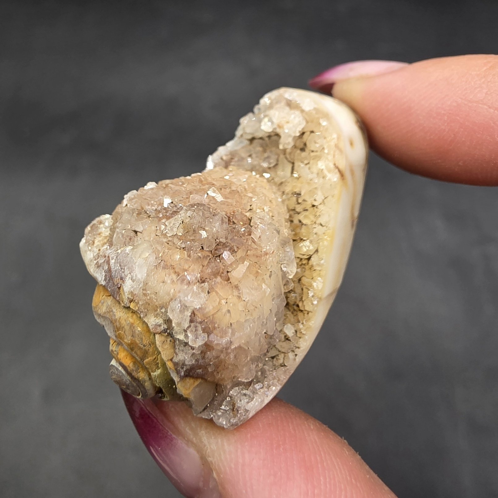 Druzy Fossilized Shell | India | Shell | SiO2 | Shell Fossil - Image 2