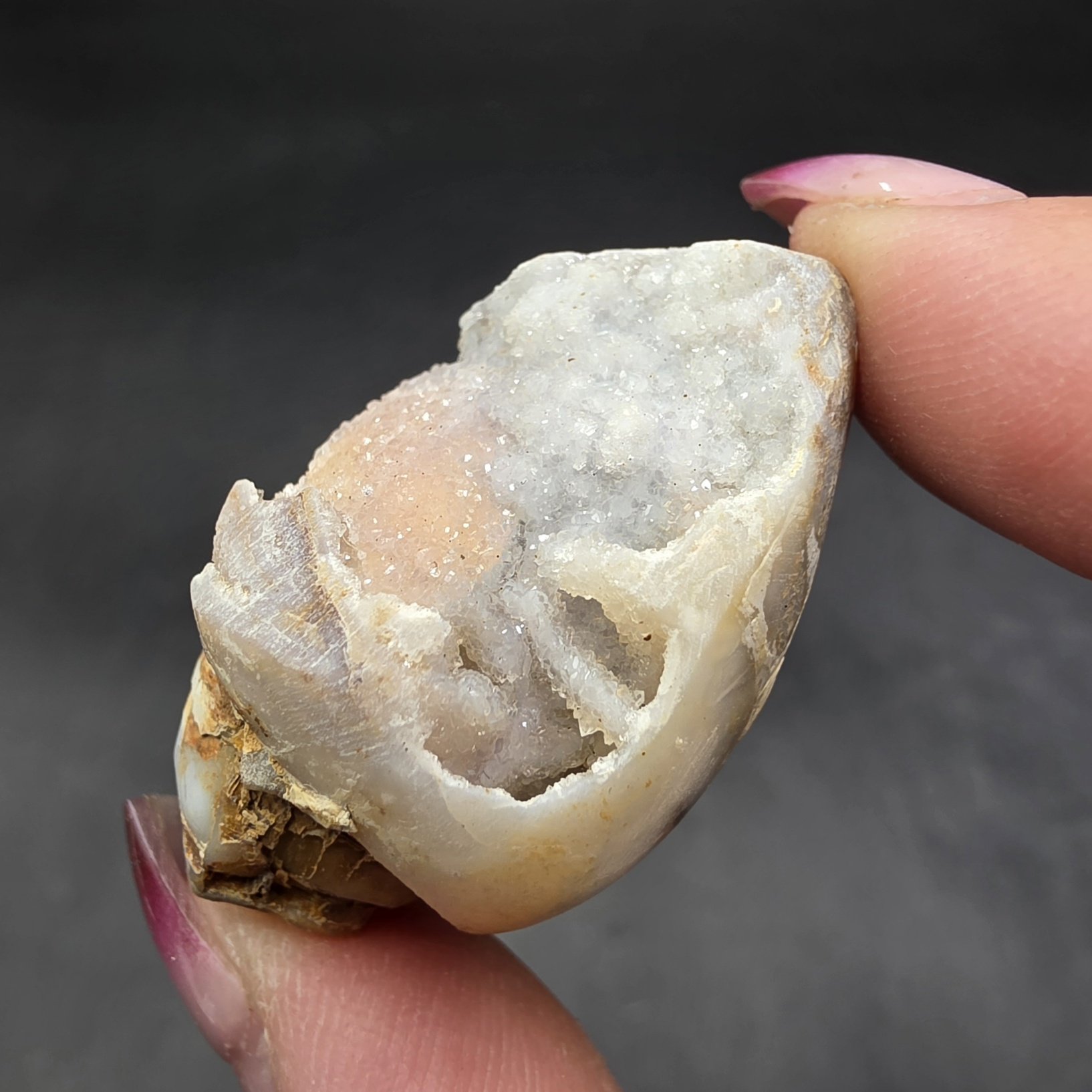 Druzy Fossilized Shell | India | Shell | SiO2 | Shell Fossil - Image 4