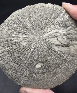 Pyrite Sun | Zieglar Mine, Sparta Illinois | FeS2 | Pyrite Sun Specimen