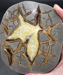 Alternative view of Septarian Slice | Utah | CaCO3 | Polished Septarian