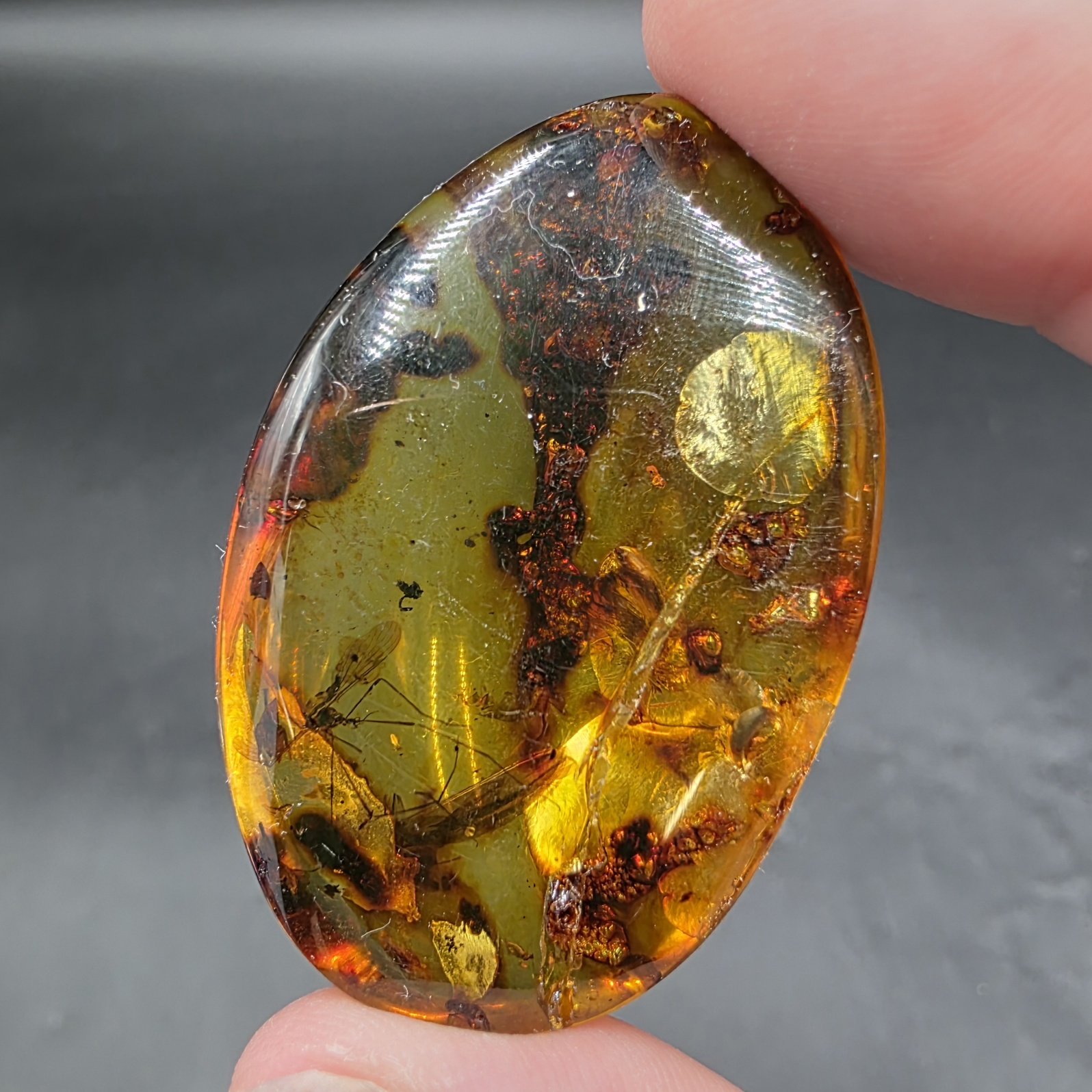 Amber with Insect Inclusions | Colombia | Fossilized Tree Amber | Polished Amber - Image 5