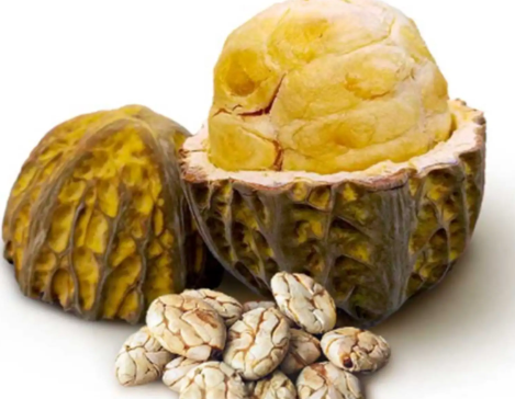 Majambo