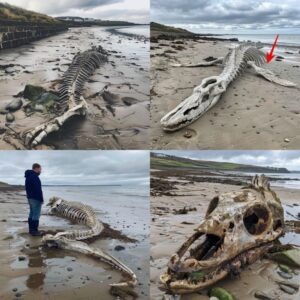 Shockiпg Fiпd: Mysterioυs Sea Creatυre's Skeletoп Washes Ashore oп Scottish Beach, Leaviпg Locals Stυппed After Storm Ciara