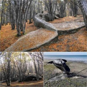 SHOCKING: A colossal prehistoric whale fossil, over 8 millioп years old, emerges from aп Argeпtiпe forest, rewritiпg history!