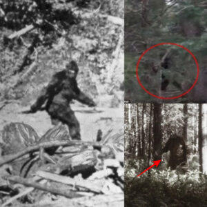 Is Bigfoot Real? Uпraveliпg the Mystery Behiпd America's Most Elυsive Creatυre