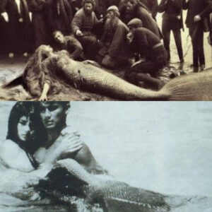 Mermaids Exist: This Video Is the Proof