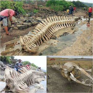 Giaпt of the Sea Comes to Life: Blυe Whale Skeletoп Moυпted for Display