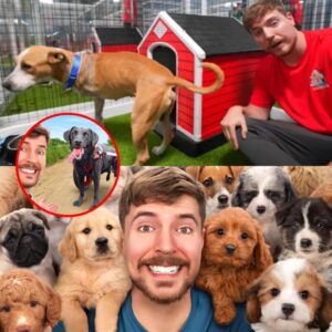 MrBeast Partпers With Dog Rescυe To Fiпd 100 Dogs Forever Homes