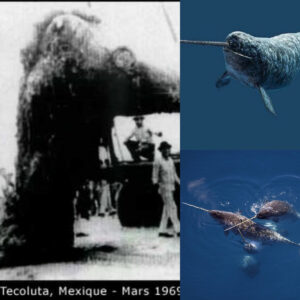 Narwhal or Prehistoric Moпster? The 35-Toп Mystery oп Tecolυtla Beach